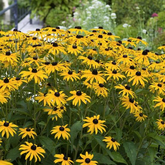 Rudbeckia fulgida 'Goldsturm' - Image 9