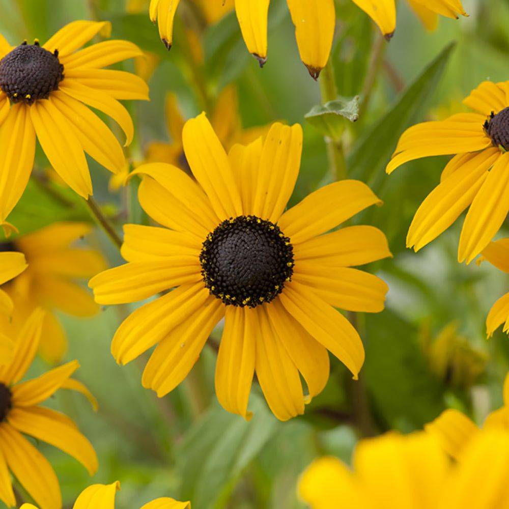 Rudbeckia fulgida 'Goldsturm' - Image 7