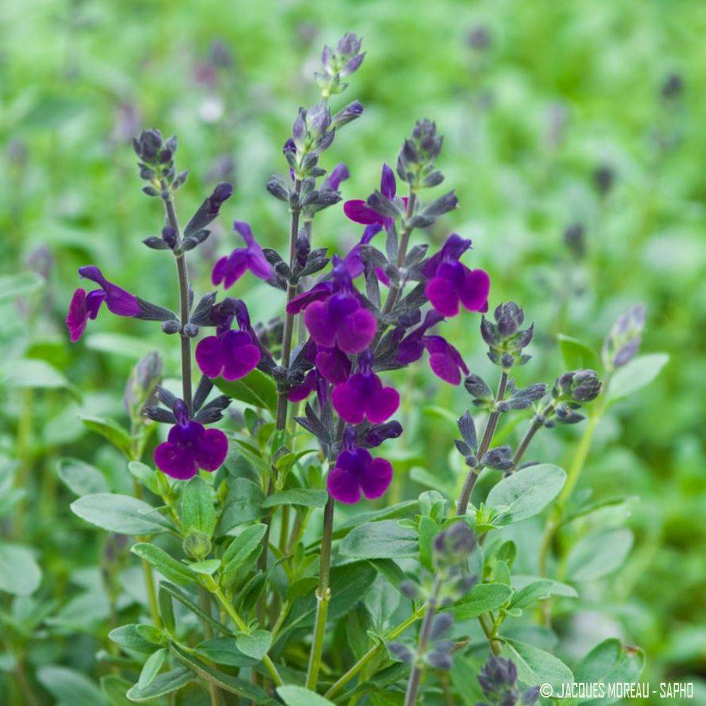 Salvia jamensis 'Violette de Loire' - Sauge arbustive - Image 3
