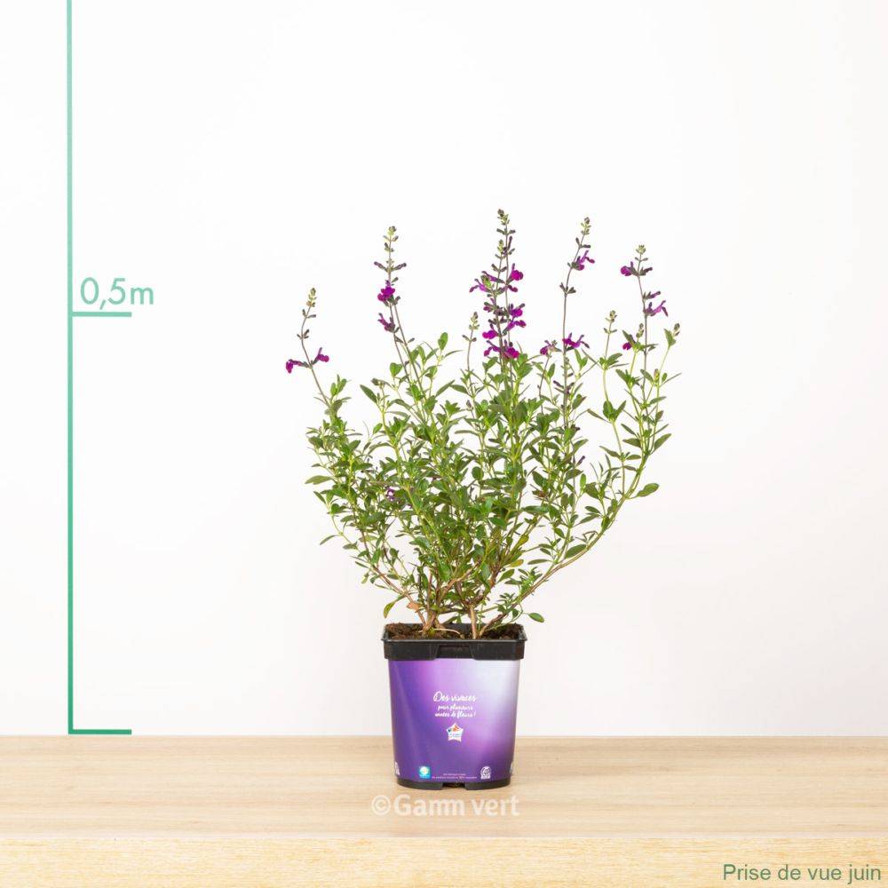 Salvia jamensis 'Violette de Loire' - Sauge arbustive - Image 1