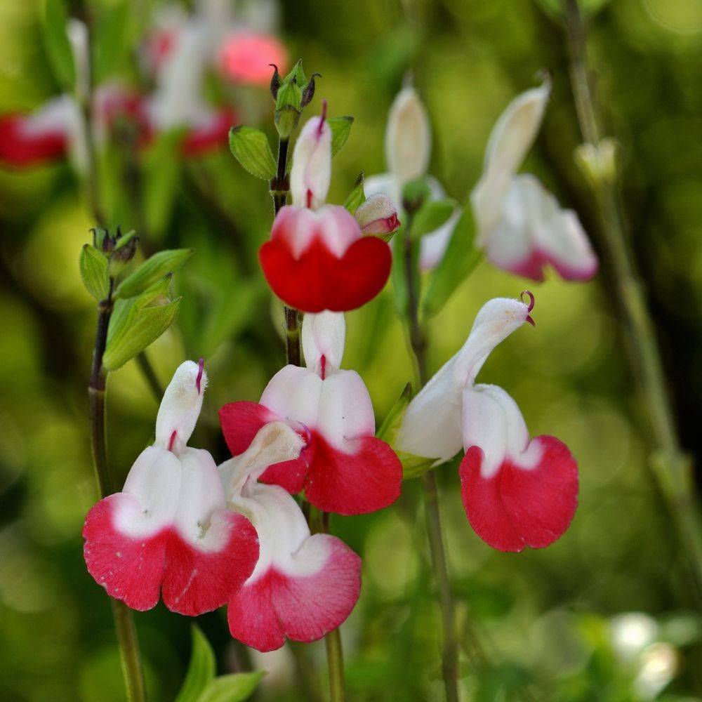 Salvia microphylla 'Hot Lips' - Sauge arbustive - Image 1