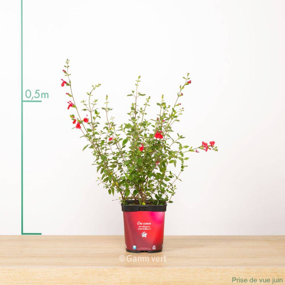 Salvia microphylla 'Hot Lips' - Sauge arbustive - Image 8