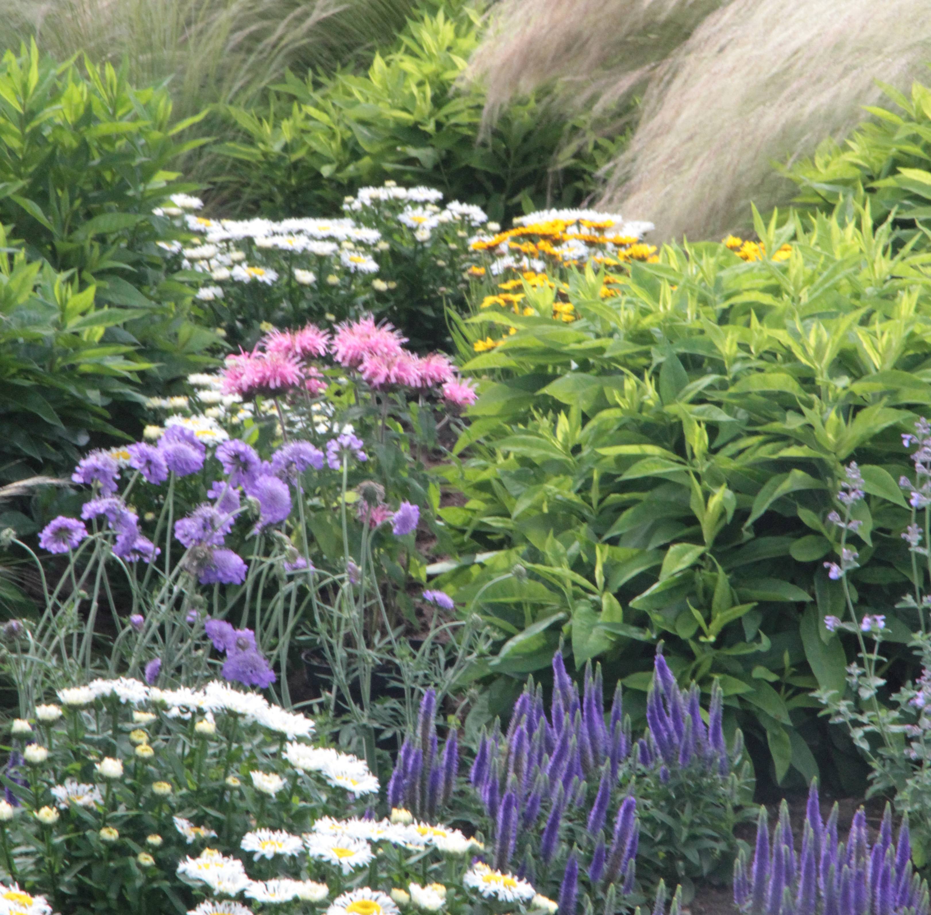 Salvia guaranitica 'Black and Bloom' - Sauge