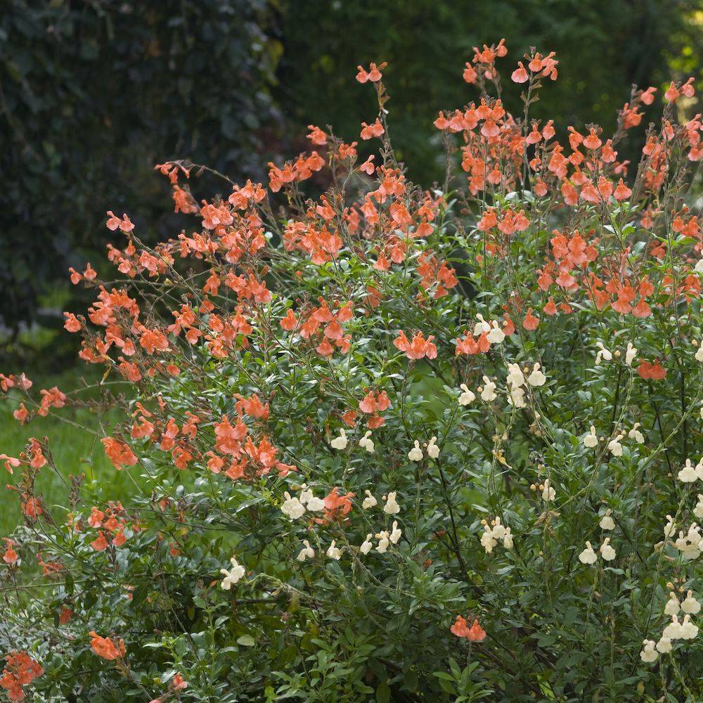 Salvia microphylla 'El Duranzo' - Sauge arbustive - Image 3