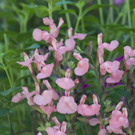 Salvia microphylla 'Ribambelle' - Sauge arbustive - Image 2