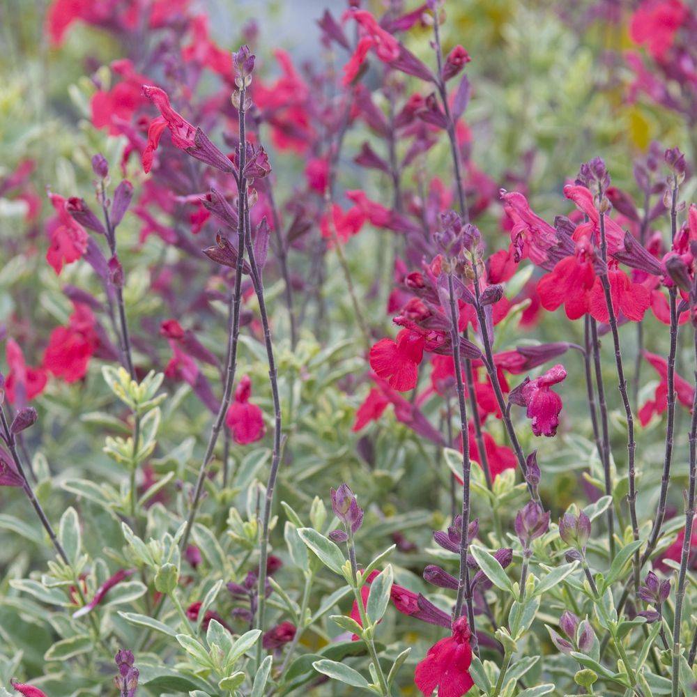 Salvia microphylla 'Desert Blaze' - Sauge arbustive - Image 2
