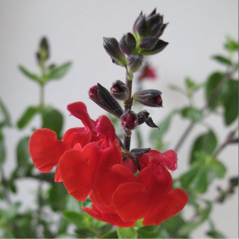 Salvia microphylla 'Royal Bumble' - Sauge arbustive - Image 4