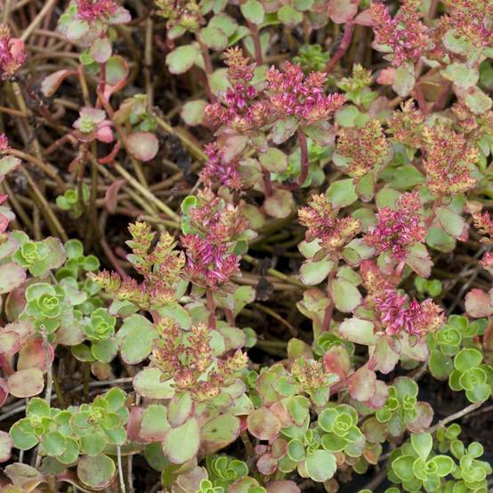 Sedum spurium - Image 2