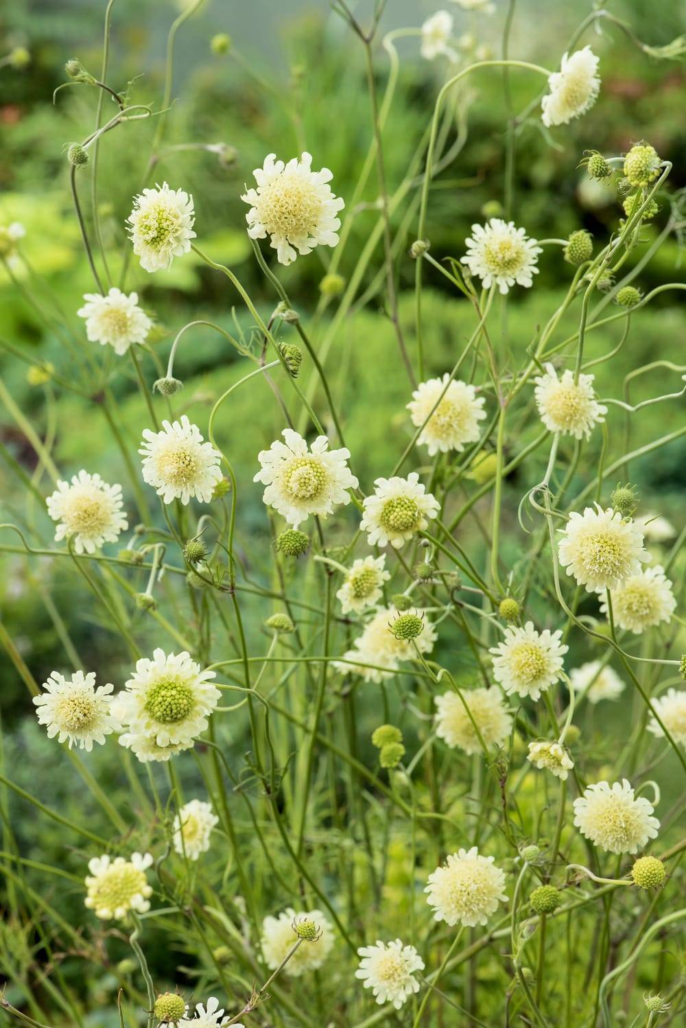 Scabiosa ochroleuca - Scabieuse