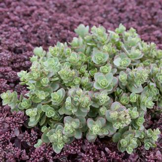 Sedum 'Sunsparker Lime Zinger'