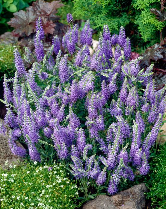 Veronica spicata 'Bubblegum Candles' - Véronique