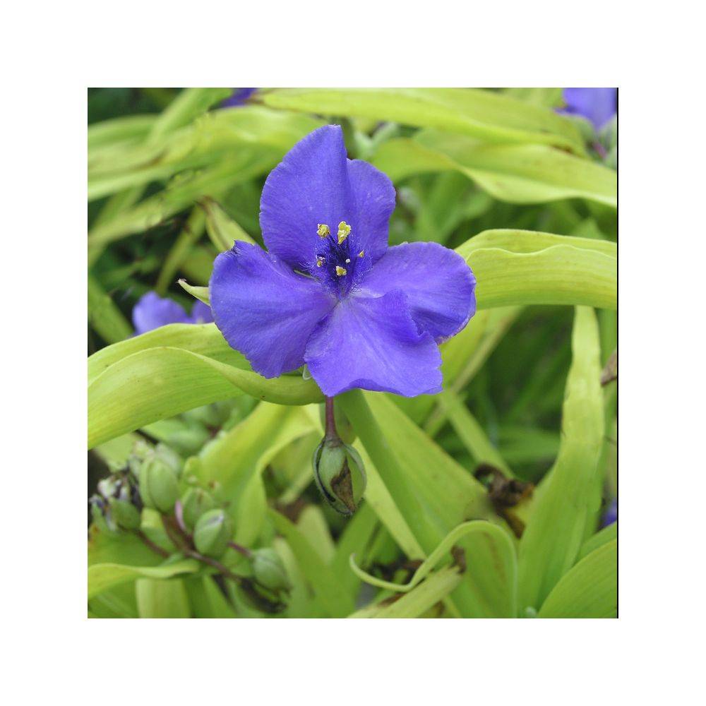 Tradescantia andersionana 'Sweet Kate' - Ephémère de Virginie - Image 3