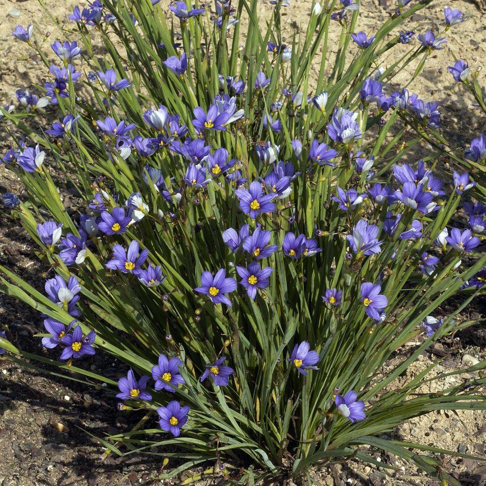 Sisyrinchium montanum - Image 2