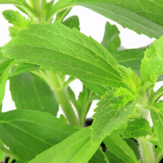 Stevia rebaudiana - Prêt à consommer - Image 5