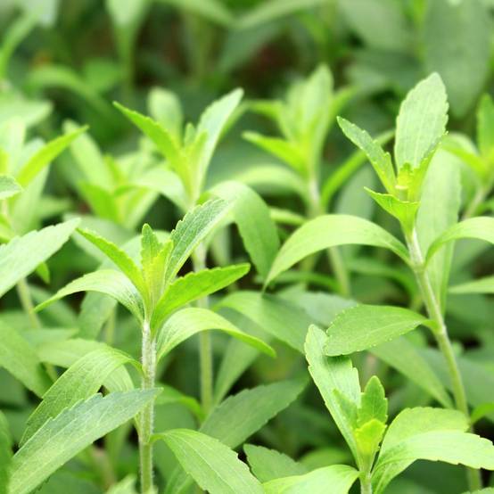Stevia rebaudiana - Prêt à consommer - Image 2
