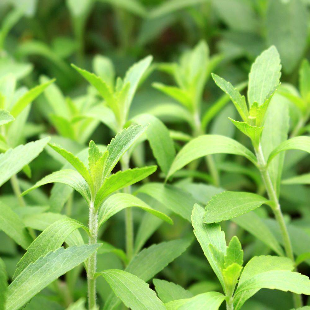 Stevia rebaudiana - Prêt à consommer - Image 2