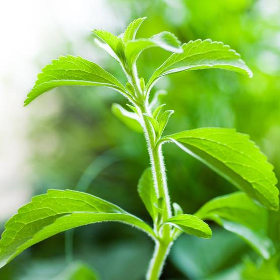 Stevia rebaudiana - Prêt à consommer - Image 3