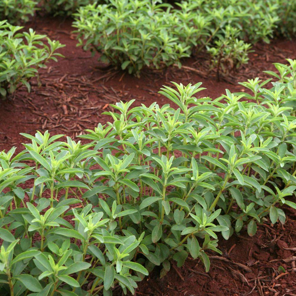 Stevia rebaudiana - Prêt à consommer - Image 8