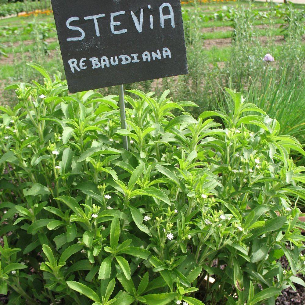 Stevia rebaudiana - Prêt à consommer - Image 13