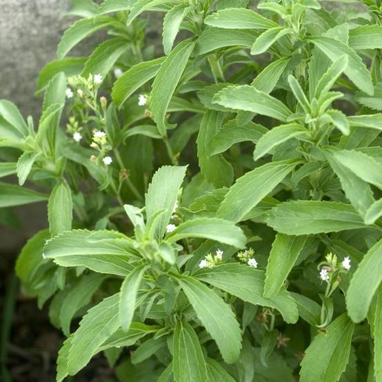 Stevia rebaudiana - Prêt à consommer - Image 16
