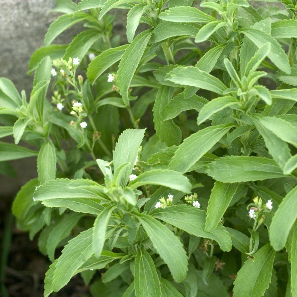 Stevia rebaudiana - Prêt à consommer - Image 16