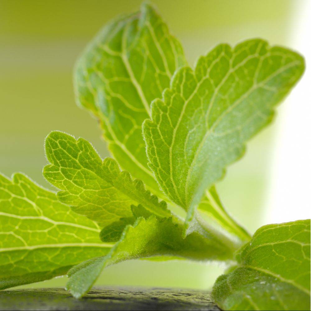 Stevia rebaudiana - Prêt à consommer - Image 11