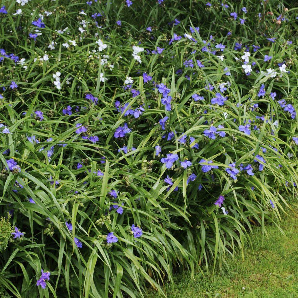 Tradescantia andersoniana assorti - Ephémère de Virginie - Image 2