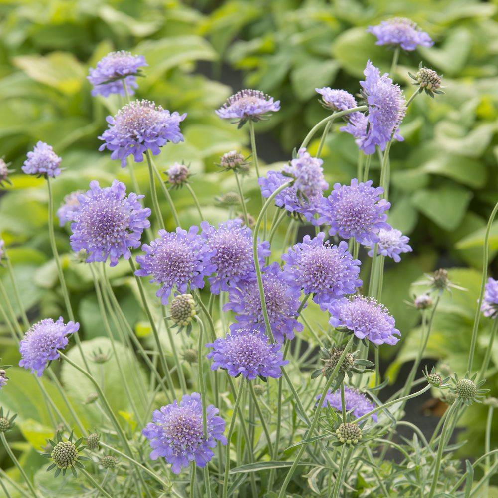 Scabiosa columbaria 'Butterfly Blue'Théma: Réveil du jardin - Scabieuse - Image 3