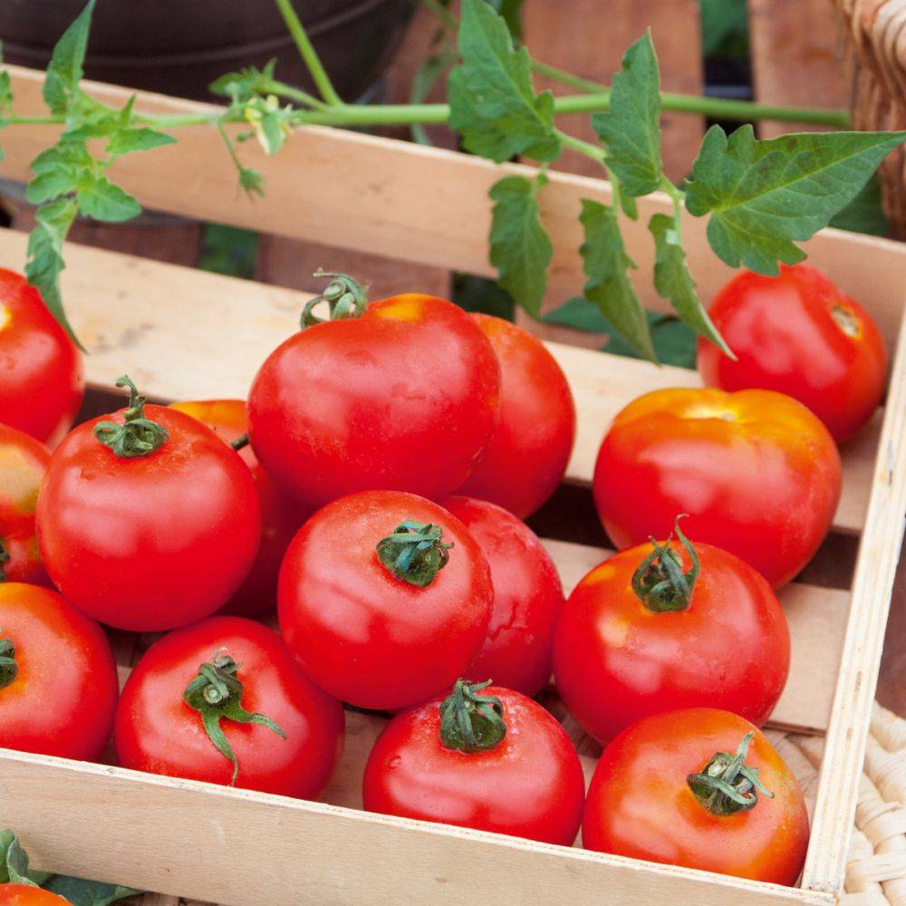 Tomate 'Fournaise' - Image 2