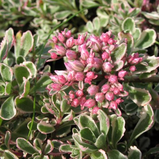 Sedum spurium Tricolor