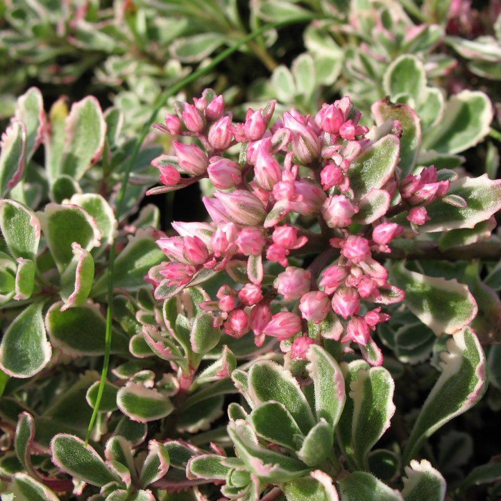 Sedum spurium Tricolor