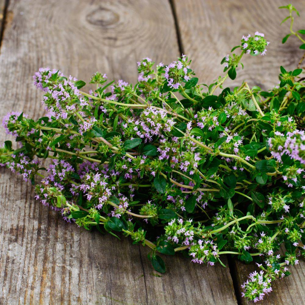 Thym serpolet - Prêt à consommer - Image 16