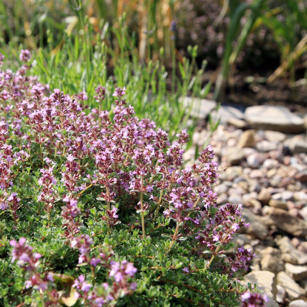 Thym serpolet - Prêt à consommer - Image 14