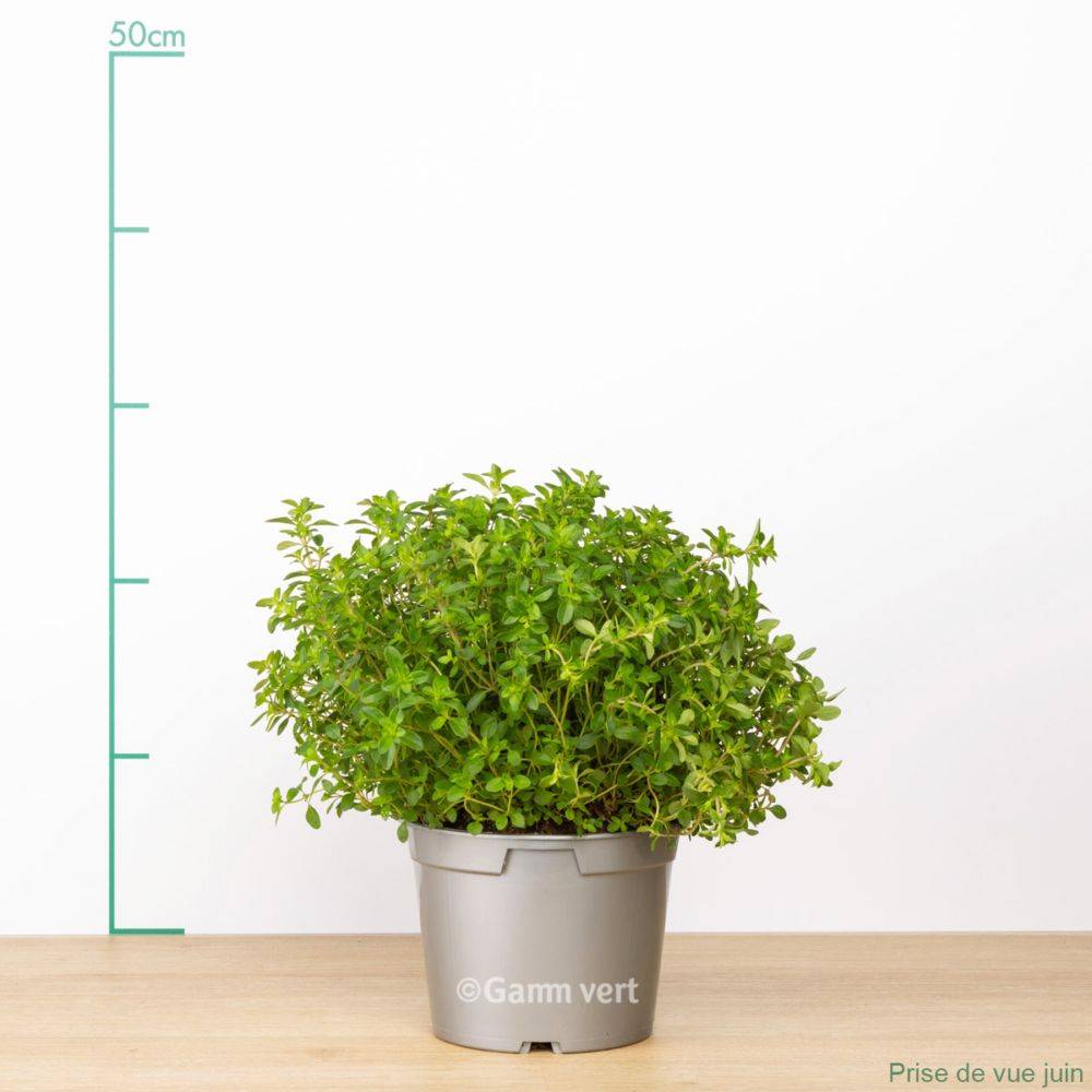 Thym serpolet - Prêt à consommer - Image 11