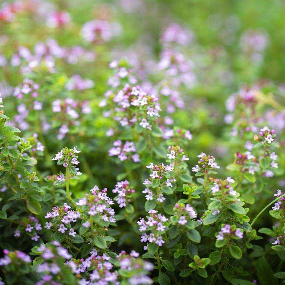 Thym serpolet - Prêt à consommer - Image 17