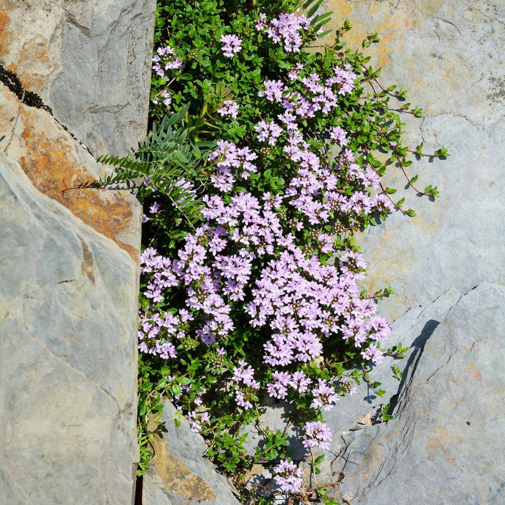 Thym serpolet - Prêt à consommer - Image 10
