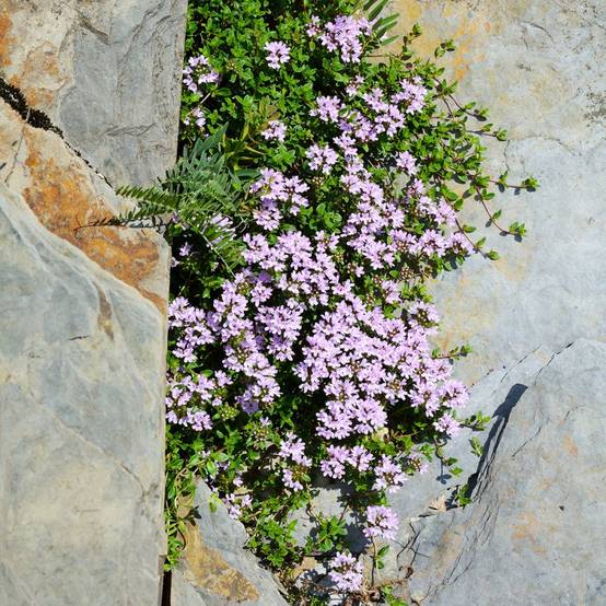 Thym serpolet - Prêt à consommer - Image 9
