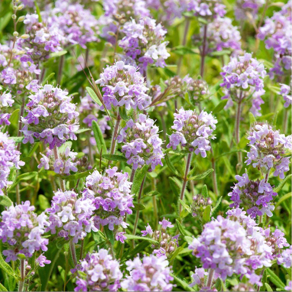 Thym serpolet - Prêt à consommer - Image 7