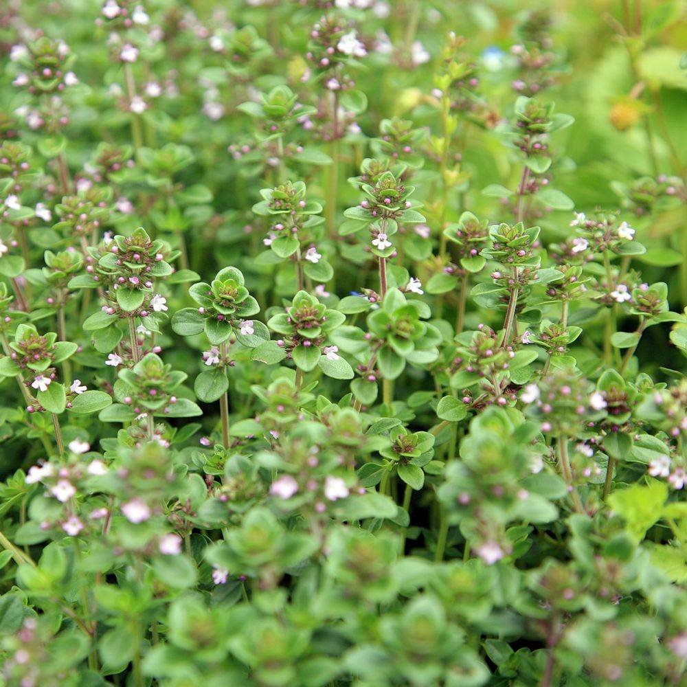 Thym serpolet - Prêt à consommer - Image 1