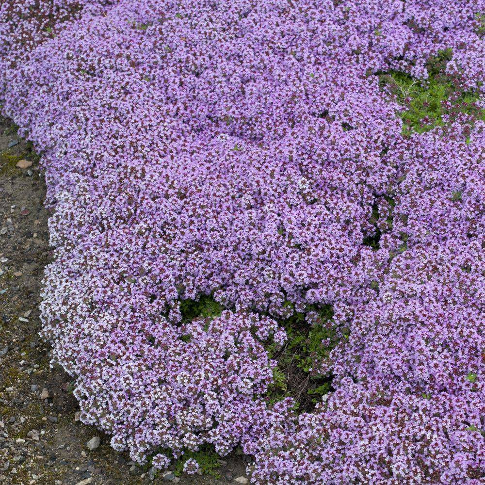 Thym serpolet - Prêt à consommer - Image 18