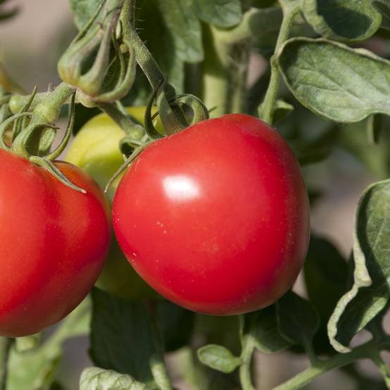 Tomate 'Maestria' - Image 2