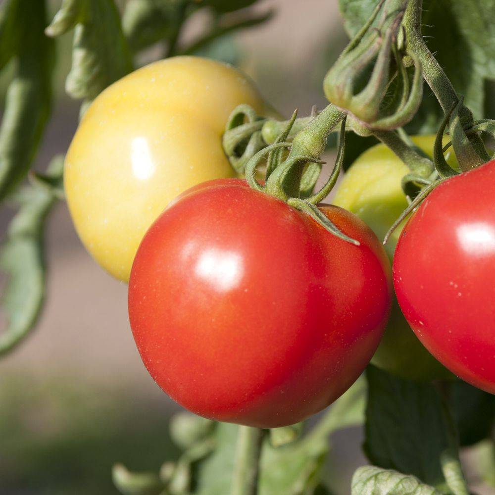 Tomate 'Maestria' - Image 4