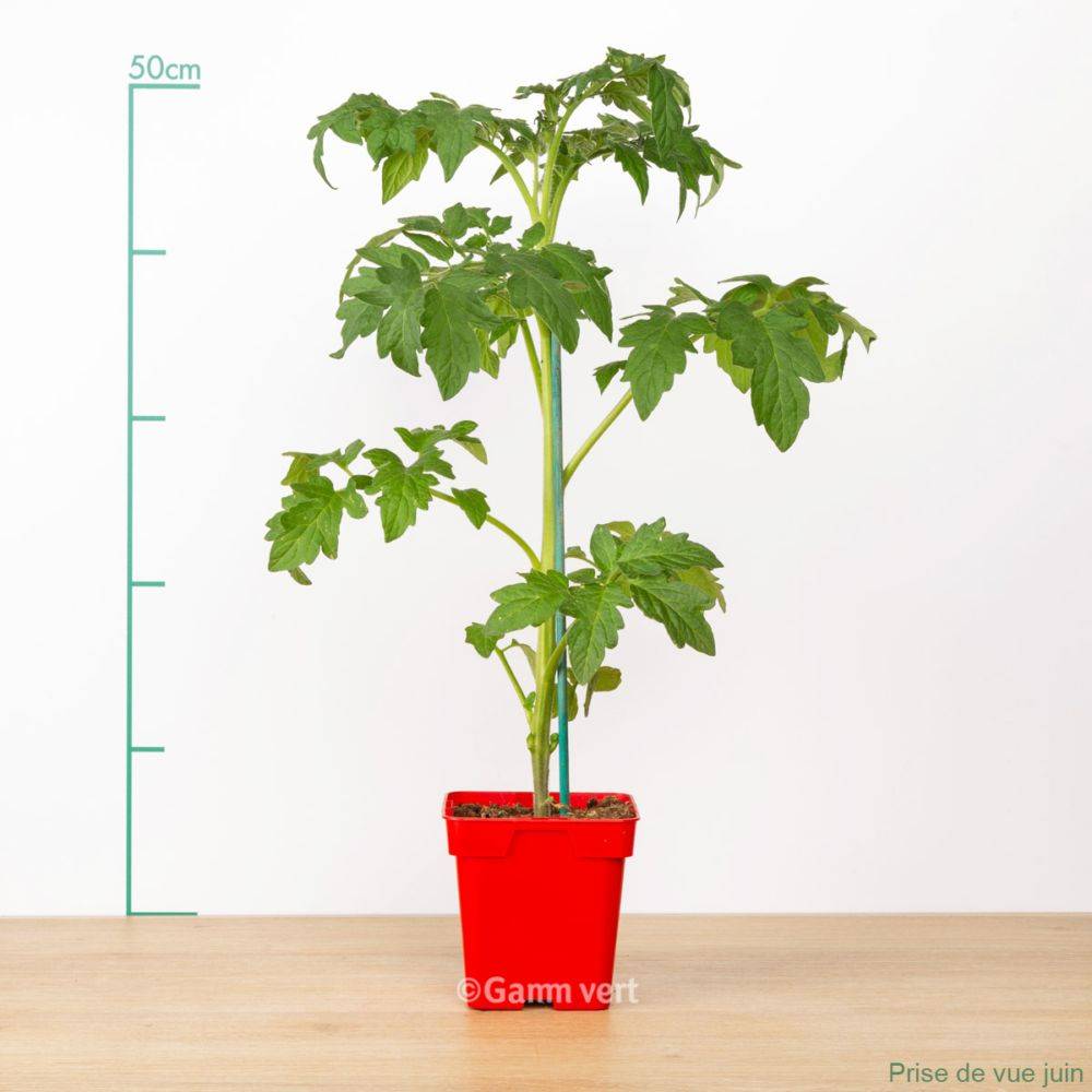 Prix Plant De Tomate Jardiland