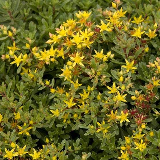 Sedum floriferum 'Weihenstephaner Gold' - Théma: les écol'eau - ECLOZ - Image 3
