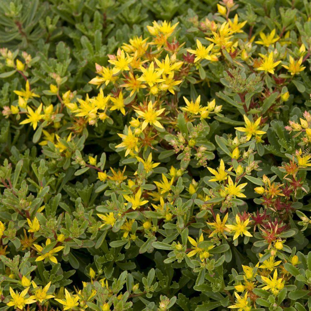 Sedum floriferum 'Weihenstephaner Gold' - Théma: les écol'eau - ECLOZ - Image 3