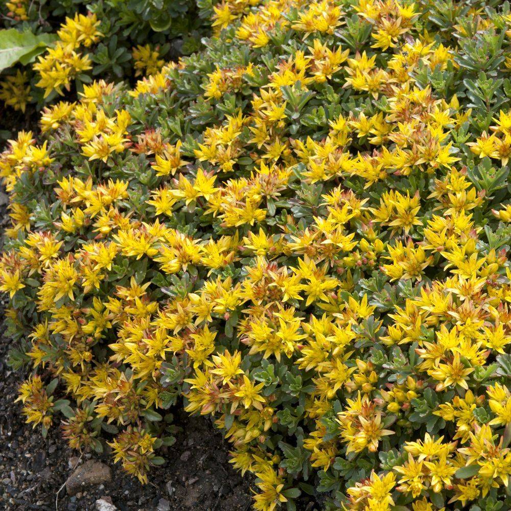 Sedum floriferum 'Weihenstephaner Gold' - Théma: les écol'eau - ECLOZ - Image 4
