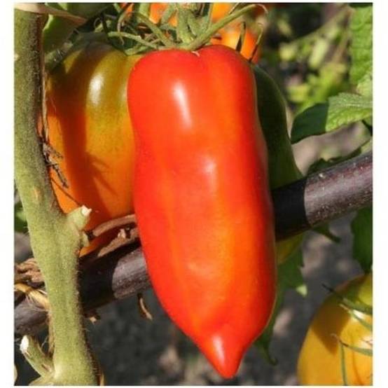 Statele Andine Tomate ancienne 'Andine Cornue' - POT 10X10CM - Jardiland
