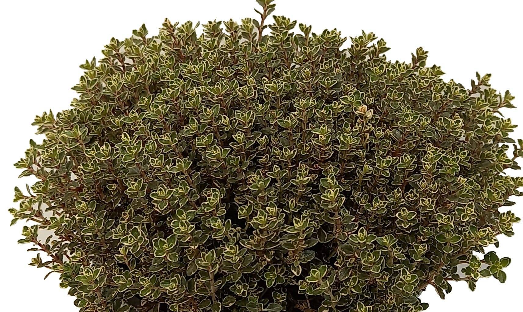 Thym citron 'Silver Queen' - Prêt à consommer