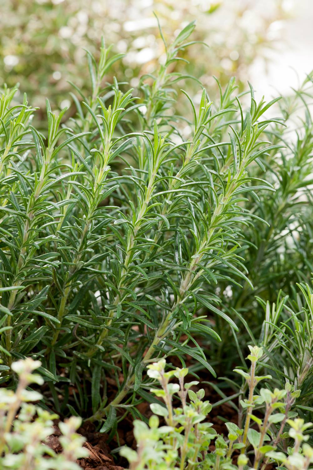 Rosmarinus officinalis - Romarin officinale