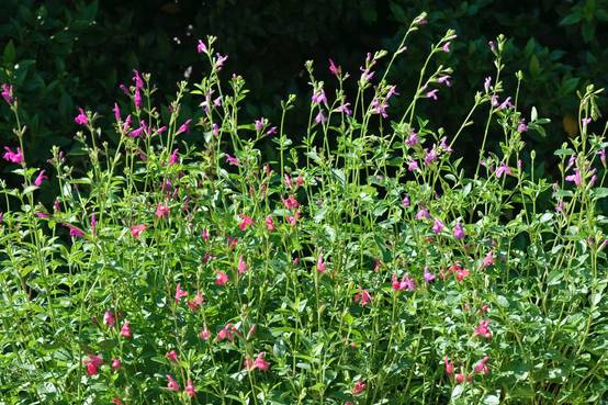 Salvia microphylla assorti - Sauge arbustive